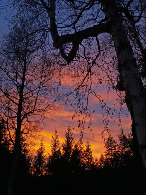 sunset colorful trees