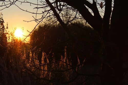 sunset field meadow