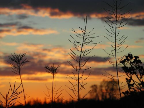 sunset plants twigs