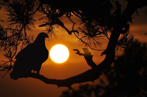 sunset mood bird