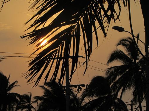 sunset palm tree sun