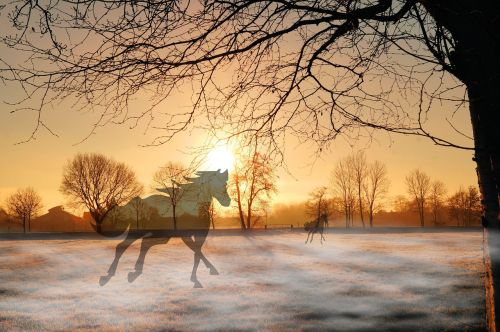 sunset horses fog