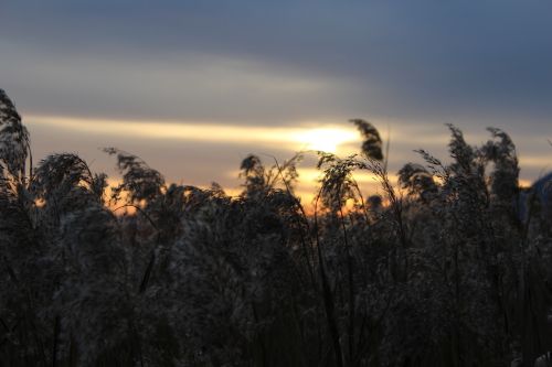 sunset reed glow