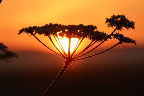 sunset plant mood