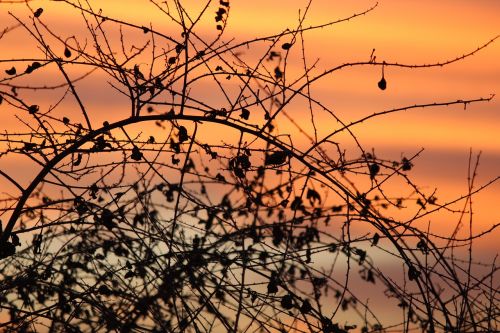 sunset plant shadow