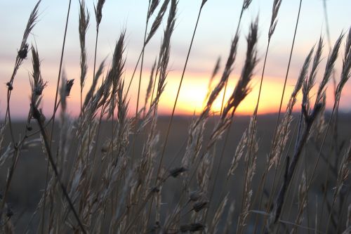 sunset wheat spikes