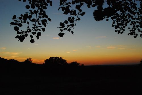 sunset sun forest