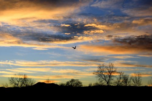 sunset bird flying