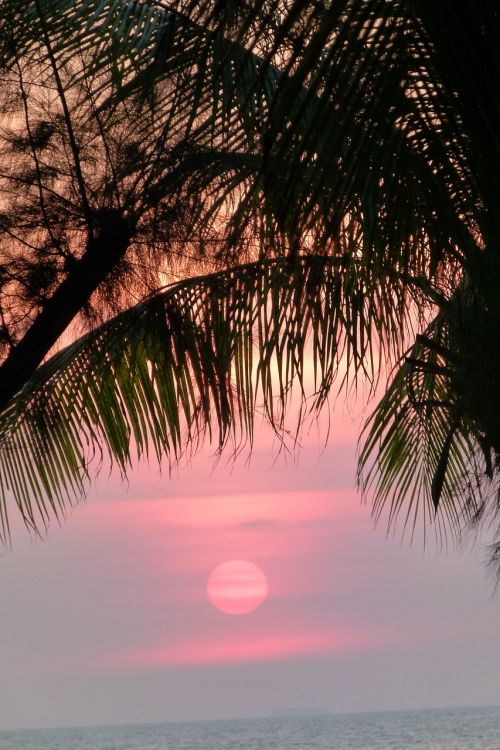 sunset palm trees sea