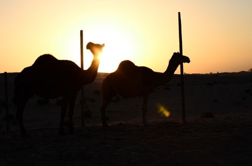 sunset desert abu dhabi