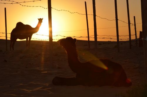 sunset desert abu dhabi