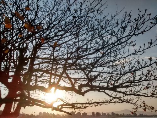sunset strong samir tree