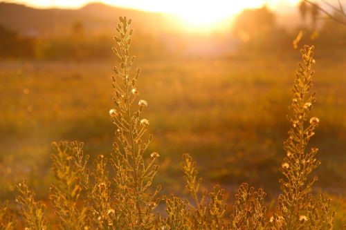 sunset sun rays sunshine