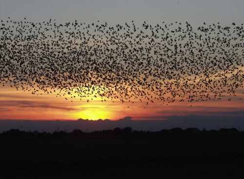 sunset birds blackbirds