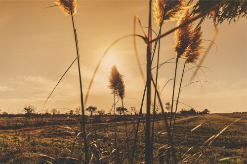 sunset plants fields