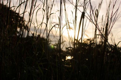 sunset grass reeds
