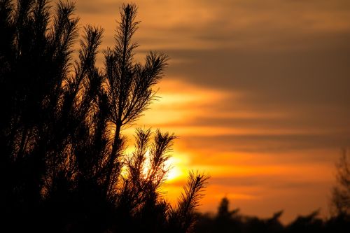 sunset pine needles