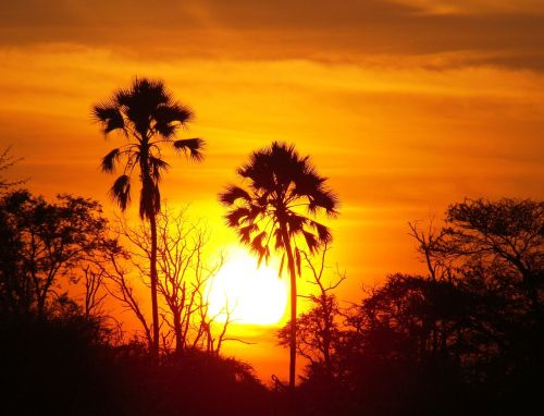 sunset trees africa