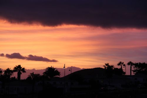 sunset sky palm trees