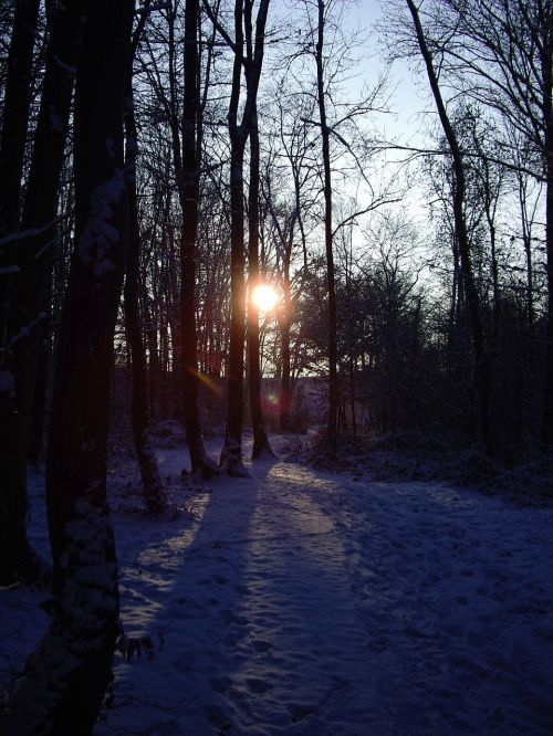 sunset forest trees