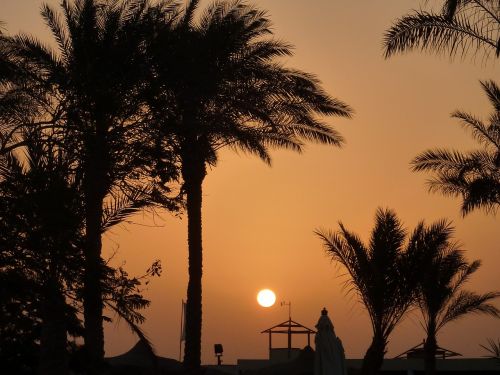 sunset palm trees romance