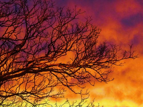 sunset tree branches