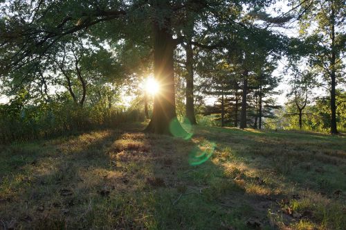 sunset trees park