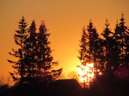 sunset trees fir