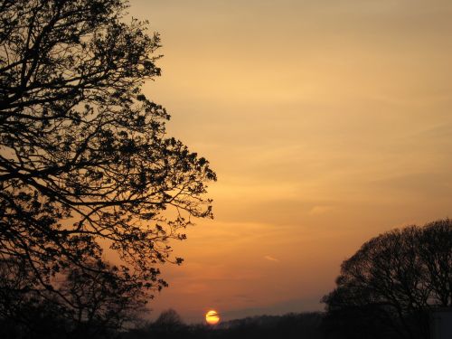 sunset sky tree