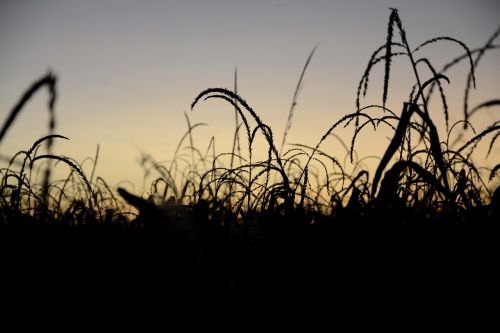 sunset silhouette horizon