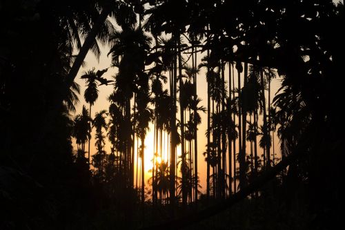 sunset silhouette coconut garden
