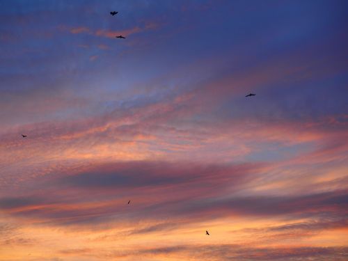 sunset birds fly