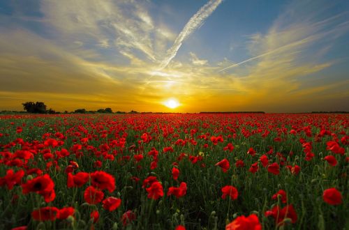 sunset field poppy sun