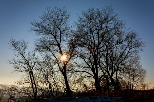 sunset trees silhouette