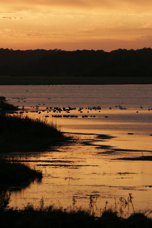 sunset wetlands landscape