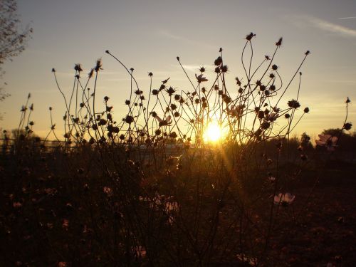 sunset silhouette flowers sun