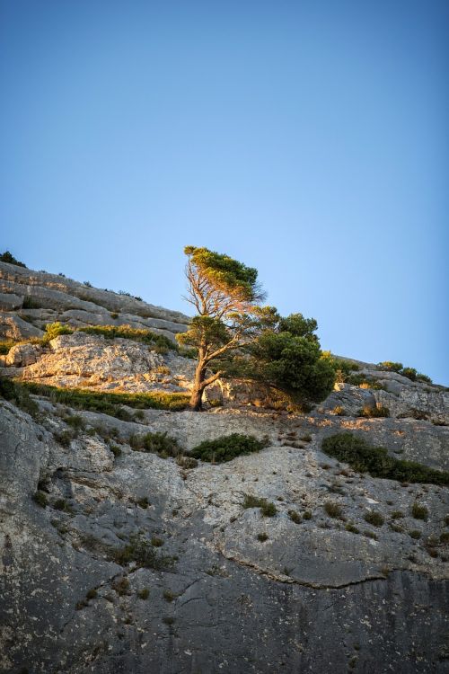 sunset provence pine