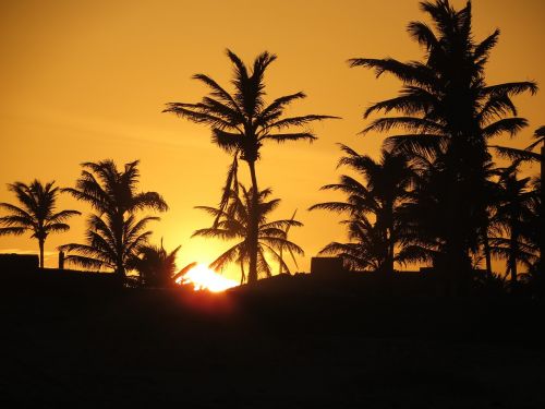 sunset coconut trees afternoon