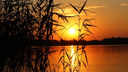 sunset the bushes the sun