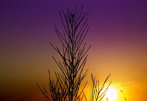 sunset silhouette east