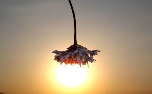 sunset silhouette east