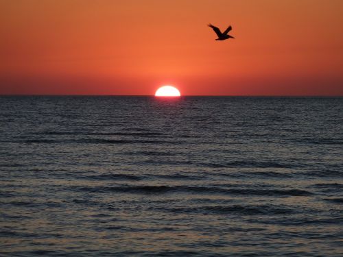sunset bird mood