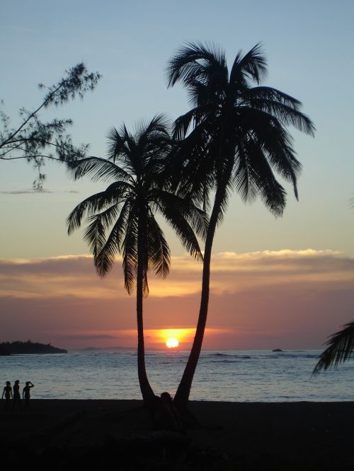 sunset palms tropical