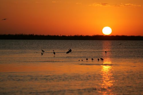 sunset birds water