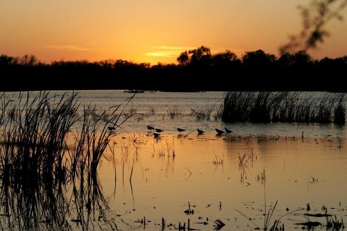 sunset birds water