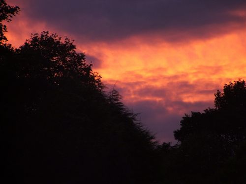 sunset dark trees