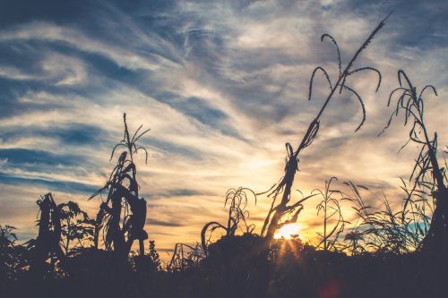 sunset silhouette plants