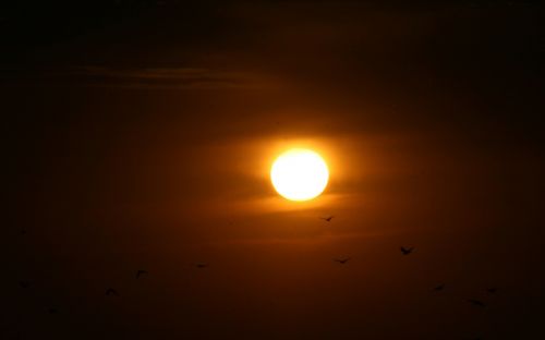 sunset sun birds