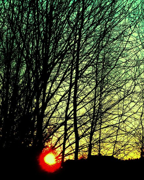 sunset tree branches