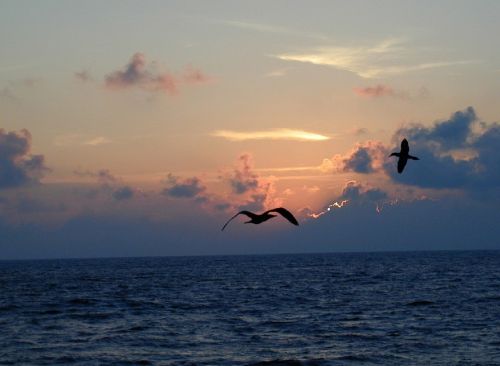 sunset seascape birds